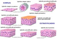 tecidos Flashcards - Questionário