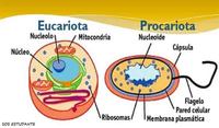 procariontes e eucariontes - Série 5 - Questionário