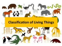 Classifying Living Things | Science - Quizizz