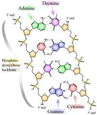 dna structure and replication - Grade 10 - Quizizz