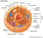 Cell Parts