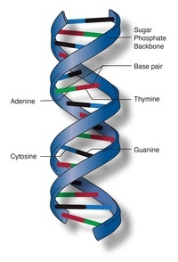 struktur dan replikasi DNA - Kelas 10 - Kuis