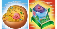 diagrama de célula vegetal - Série 3 - Questionário