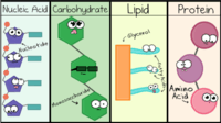 macromolecules - Grade 12 - Quizizz