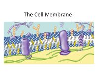 plant and animal cell - Year 1 - Quizizz