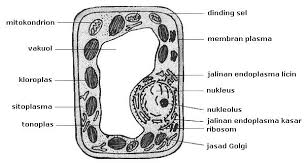 diagram sel tumbuhan - Kelas 5 - Kuis