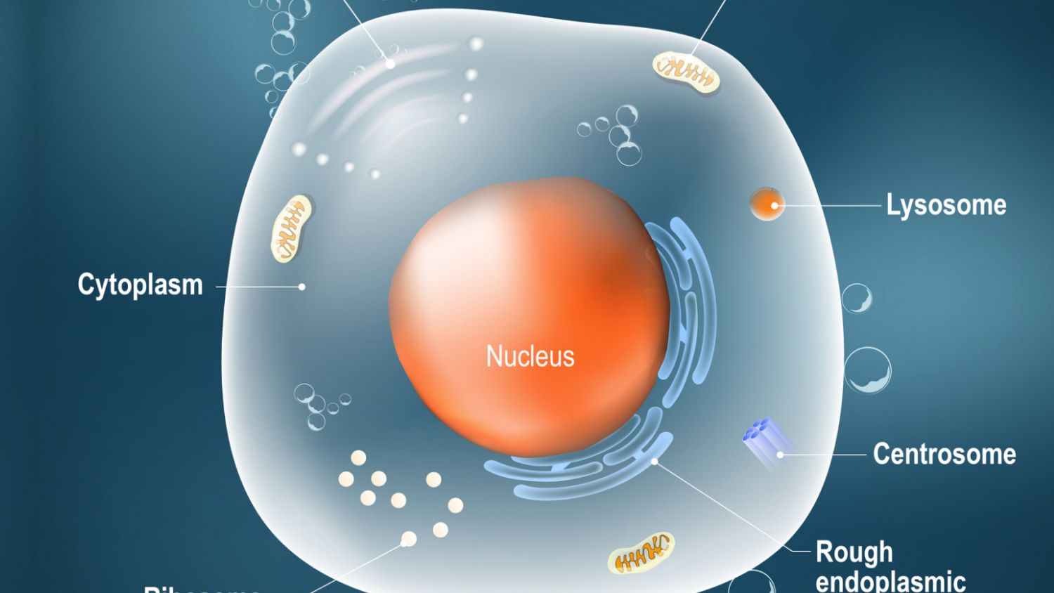 Quiz on Cell Structure and Functions