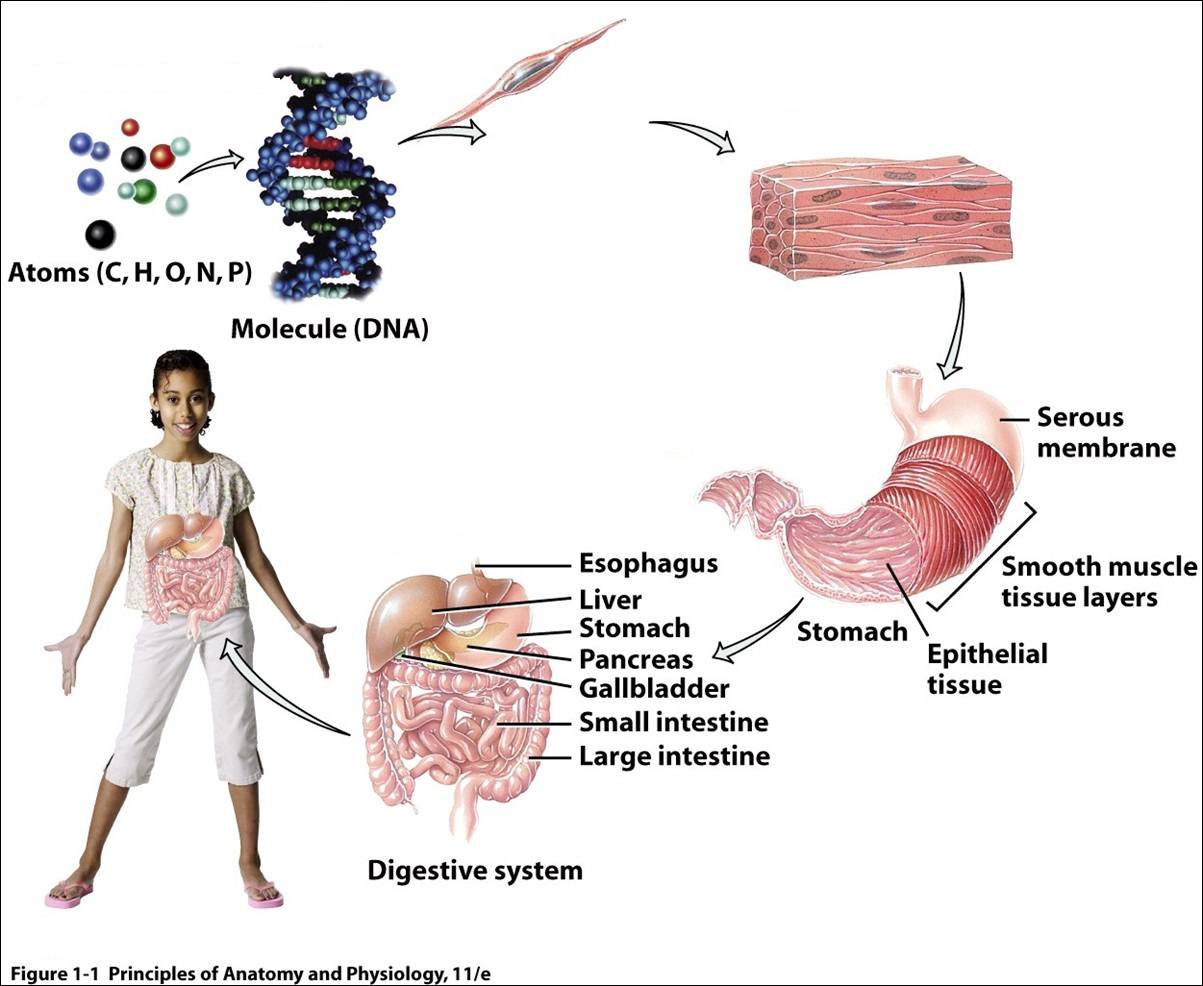 anatomy-chapter-1-pretest-quizizz