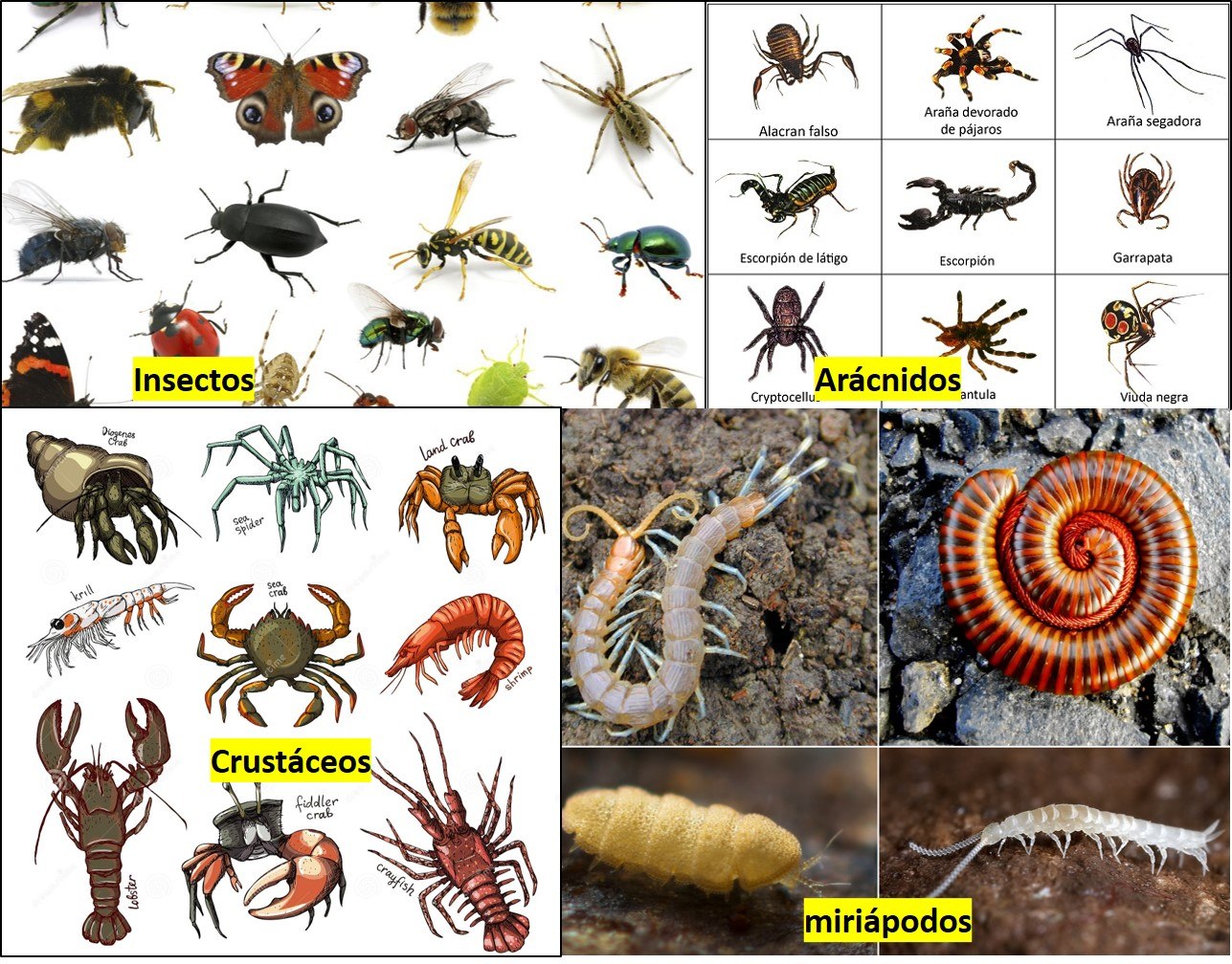 Animales invertebrados | Quizizz