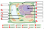 Cell Labeling