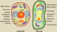 plant and animal cell Flashcards - Quizizz