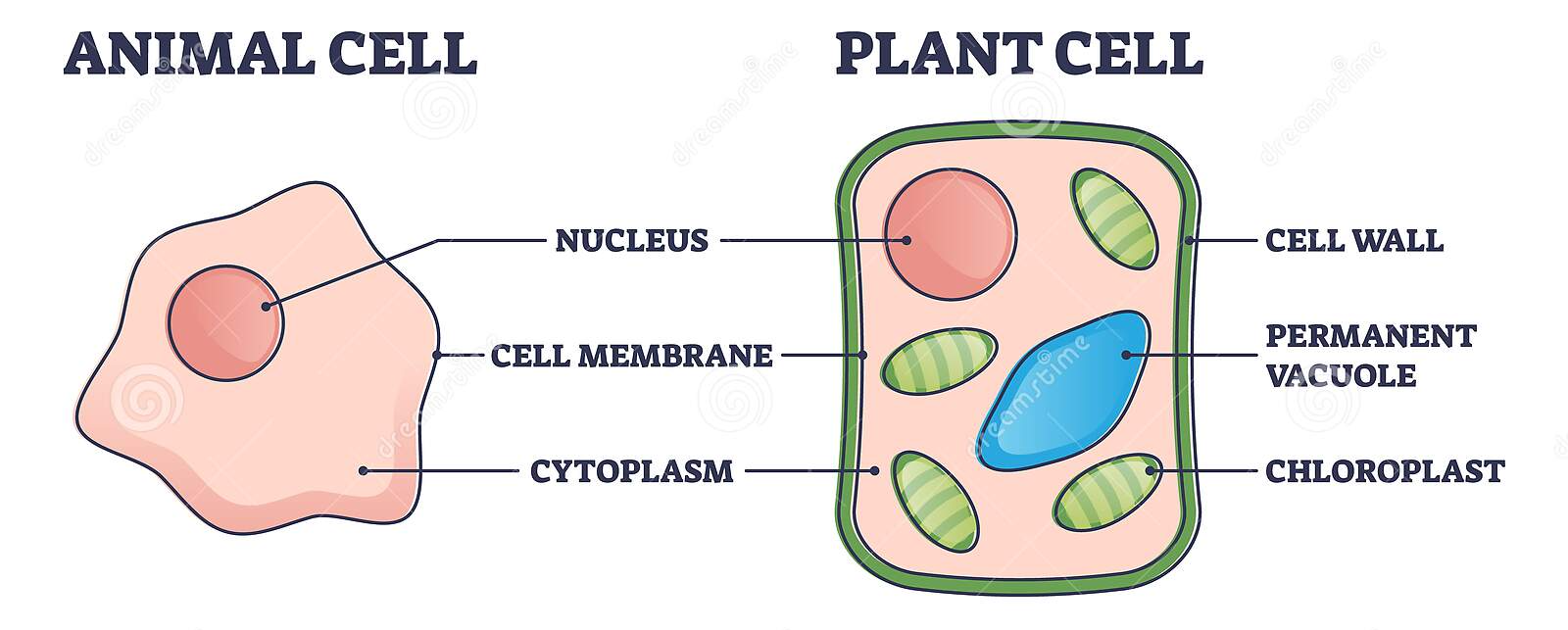 Plants, Animals, and the Earth - Grade 7 - Quizizz