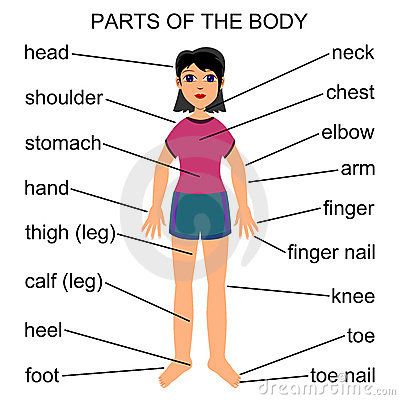 Parts of the Body questions & answers for quizzes and worksheets - Quizizz