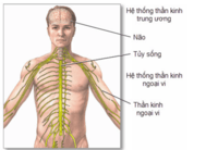 chi nhánh điều hành - Lớp 8 - Quizizz