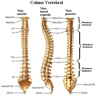 Coluna Vertebral | Quizizz