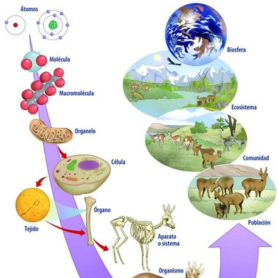 macromoléculas - Grado 6 - Quizizz