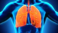 the circulatory and respiratory systems - Class 10 - Quizizz