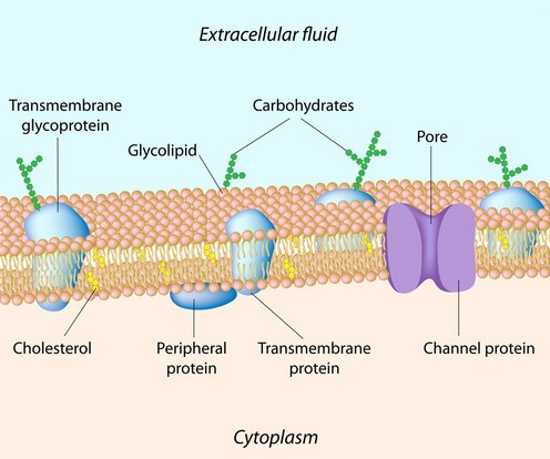 Lipids and Cell Membrane | Cell Structure Quiz - Quizizz