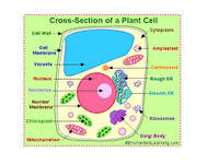 structure of a cell - Class 5 - Quizizz