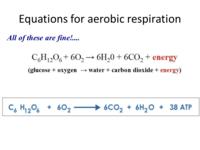 LC Respiration Biology Quizizz