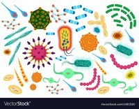 Sinh vật học - Lớp 5 - Quizizz