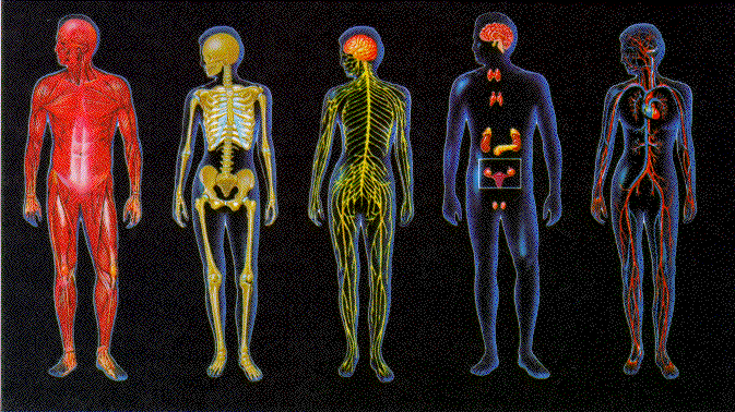 interactions-of-human-body-systems-quiz-quizizz