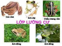 số liệu đồng dạng - Lớp 7 - Quizizz