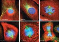 the cell cycle and mitosis Flashcards - Quizizz