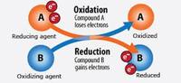 equilibrium constant and reaction quotient - Year 10 - Quizizz