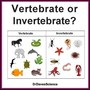 Vertebrate or Invertebrate?