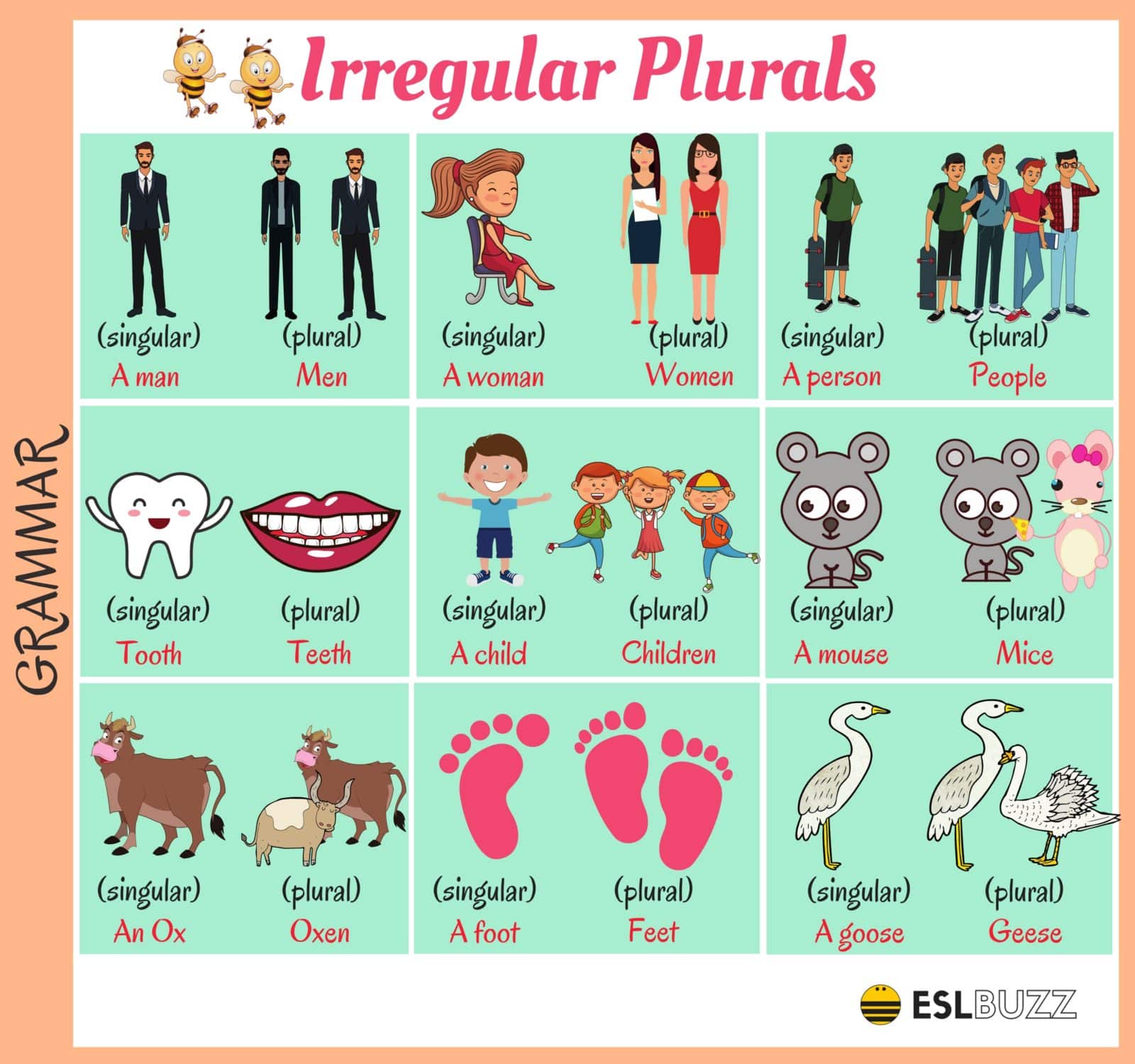 Plurals - Class 12 - Quizizz