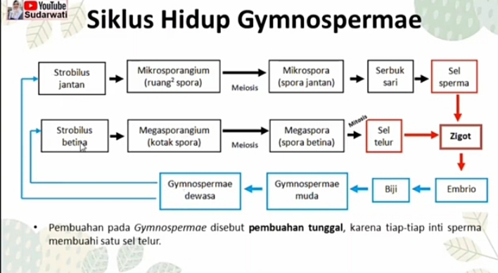 Posesif Tunggal - Kelas 9 - Kuis