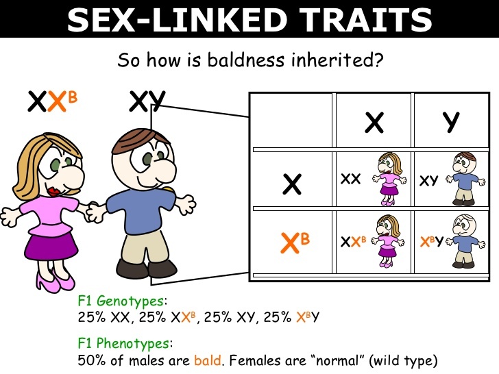 multiple-alleles-sex-linked-genes-biology-quizizz