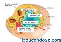 metabolismo - Grado 1 - Quizizz