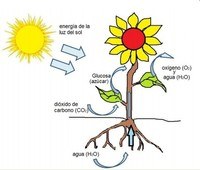 fotosíntesis Tarjetas didácticas - Quizizz