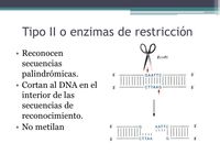 enzimas Tarjetas didácticas - Quizizz