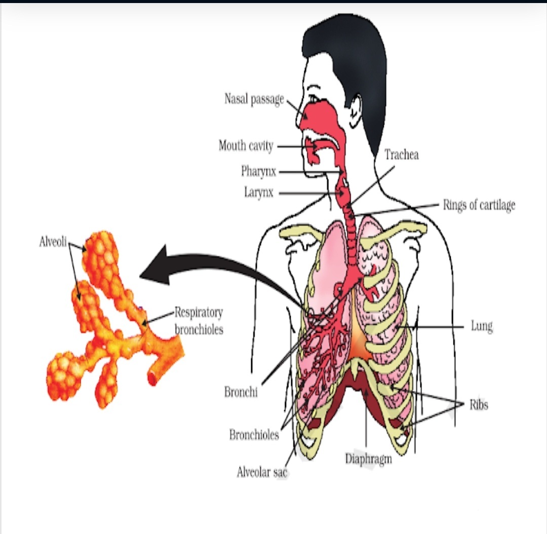 Respiration grade 10 | 608 plays | Quizizz