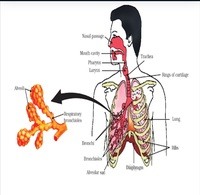 Respiration grade 10