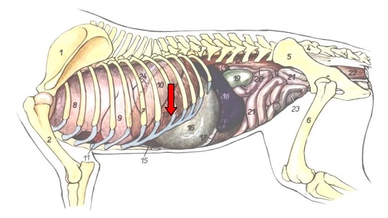 Cartões de anatomia - Série 2 - Questionário