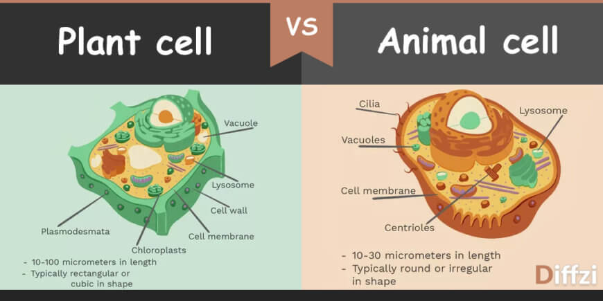 Animal cell vs. plant cell! | Biology - Quizizz