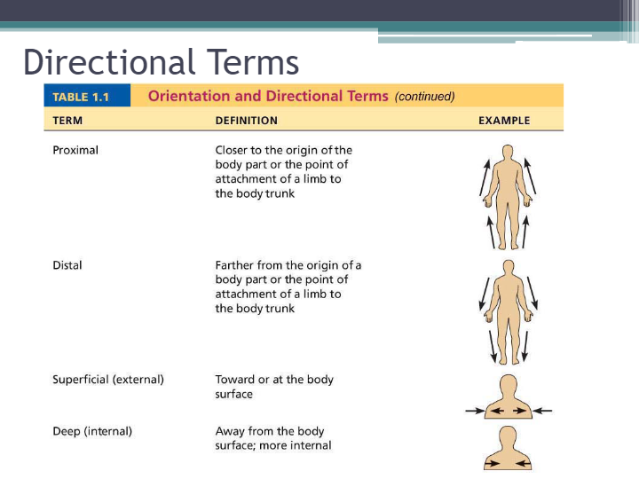 Introduction to Anatomy and Physiology Part 2 - Quizizz