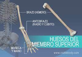 Huesos del miembro superior | 383 jugadas | Quizizz