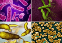 bacterias y arqueas Tarjetas didácticas - Quizizz