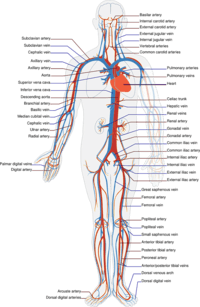 the circulatory and respiratory systems - Year 9 - Quizizz