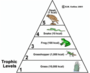 Food Webs and Trophic Levels
