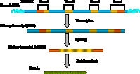 Gene Expression