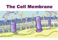 the cell membrane - Year 7 - Quizizz