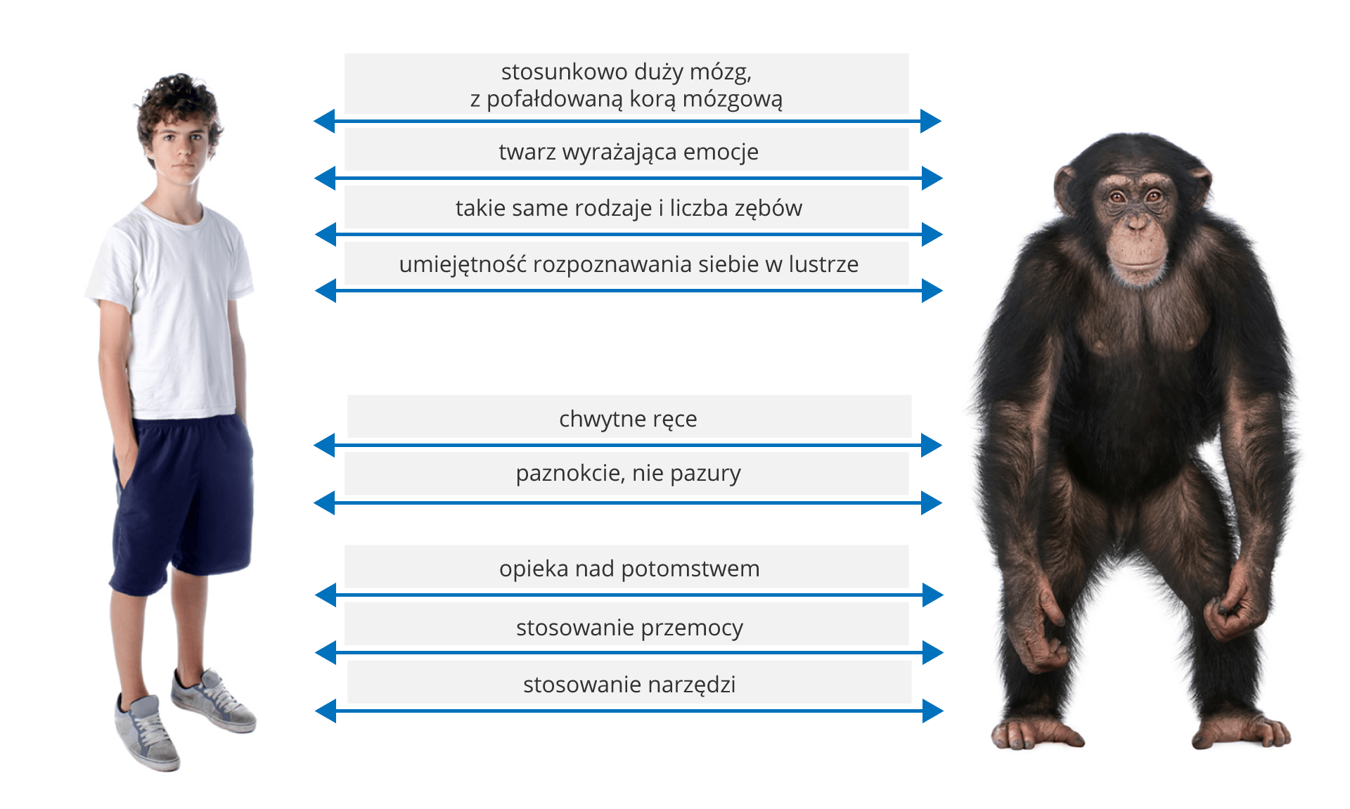 Narzędzia ortograficzne - Klasa 8 - Quiz