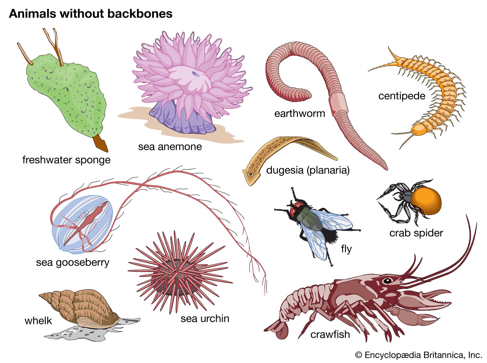 vertebrates and invertebrates - Grade 8 - Quizizz