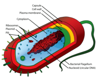 bacterias y arqueas - Grado 9 - Quizizz